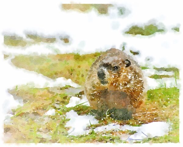 Groundhog Day (Illustration: Geo Davis via Ralph Katieb, Unsplash, Snapseed, Waterlogue)