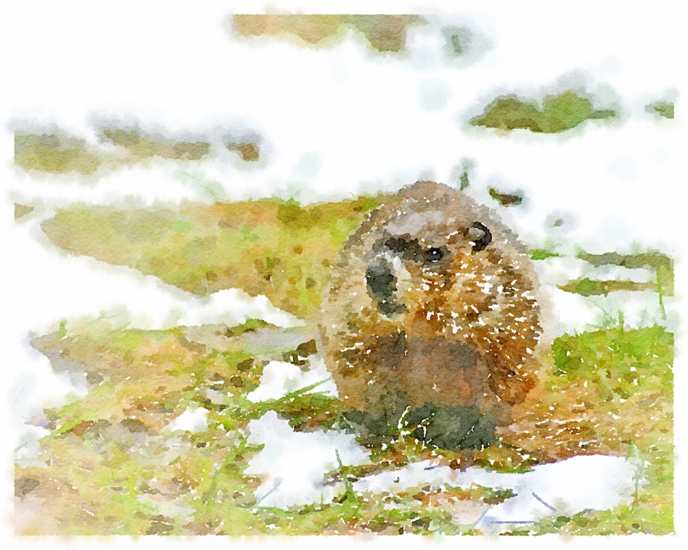 Groundhog Day: Punxsutawney Phil Foresees More Winter