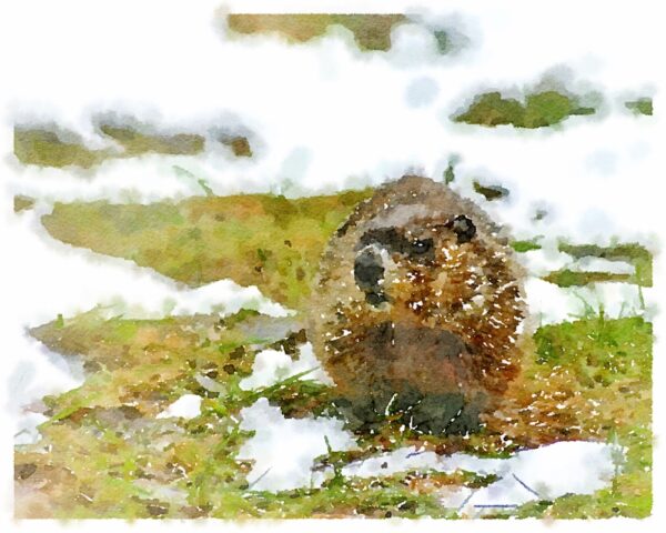 Groundhog Day (Illustration: Geo Davis via Ralph Katieb, Unsplash, Snapseed, Waterlogue)