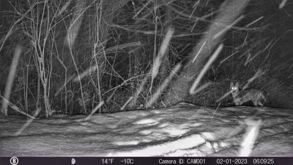 Coyote or Coywolf? (Photo: Rosslyn Wildlife Camera)