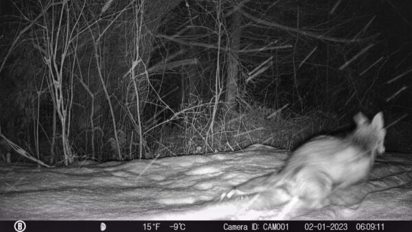 Coyote or Coywolf? (Photo: Rosslyn Wildlife Camera)