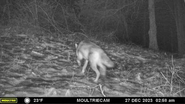 Coyote or Coywolf? (Photo: Rosslyn Wildlife Camera)