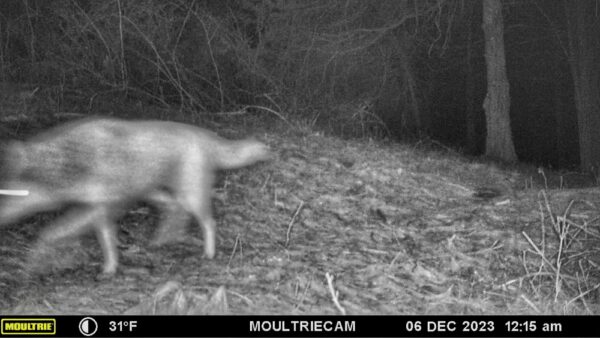 Coyote or Coywolf? (Photo: Rosslyn Wildlife Camera)