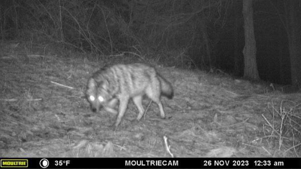 Coyote or Coywolf? (Photo: Rosslyn Wildlife Camera)