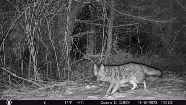 Coyote or Coywolf? (Photo: Rosslyn Wildlife Camera)