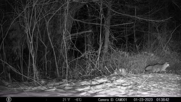 Coyote or Coywolf? (Photo: Rosslyn Wildlife Camera)