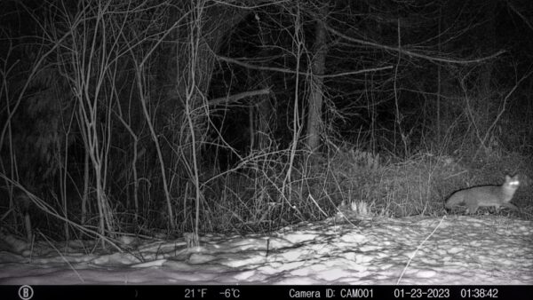 Coyote or Coywolf? (Photo: Rosslyn Wildlife Camera)