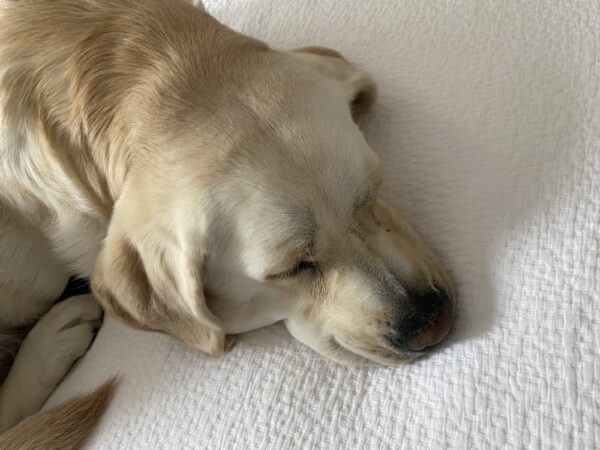 Tuesday Snooze-day: Carley enjoying a postprandial siesta (Photo: Geo Davis)