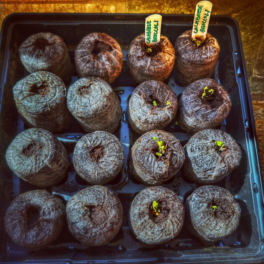 Germinating & Thinning