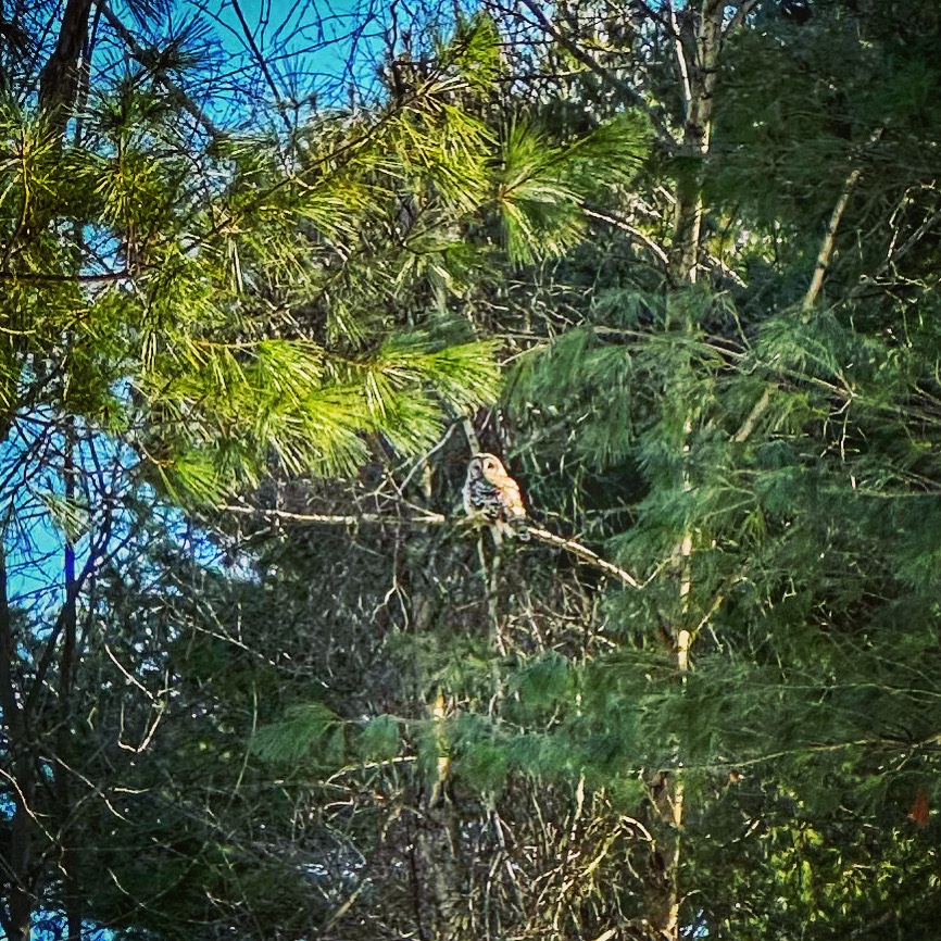 Vernal Equinox: Barred Owl Sighting