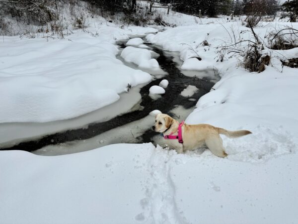 Carley at Library Brook on Snow Day​ (Photo: Geo Davis)