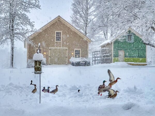 Mallards on Snow Day​ (Photo: Geo Davis)