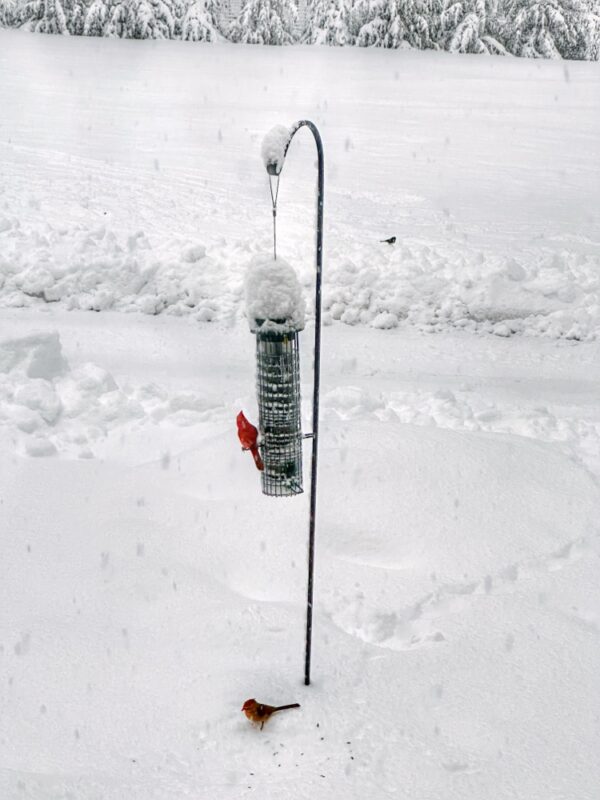 Cardinals on Snow Day​ (Photo: Geo Davis)