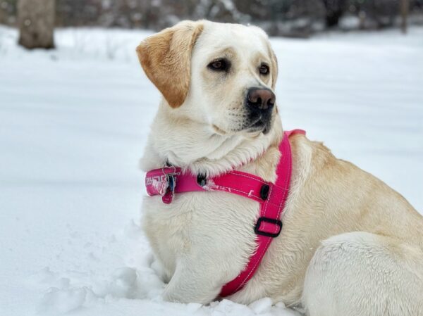 Carley on Saturday Snow Day​ (Photo: Susan Bacot-Davis)