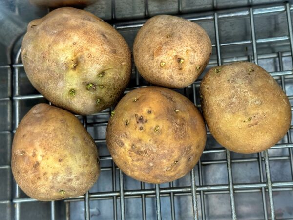 Potatoes for Elk Green Chile Stew (Photo: Geo Davis)