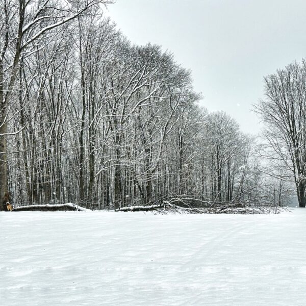 Winter Storm Damage, March 14, 2023 (Photo: Geo Davis)