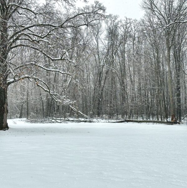 Winter Storm Damage, March 14, 2023 (Photo: Geo Davis)