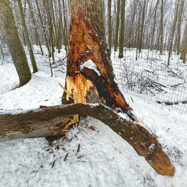 Winter Storm Damage, March 14, 2023 (Photo: Geo Davis)