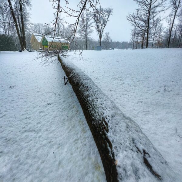 Winter Storm Damage, March 14, 2023 (Photo: Geo Davis)