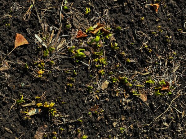 Vernal Equinox: Day Lilies Reawakening (Photo: Geo Davis)