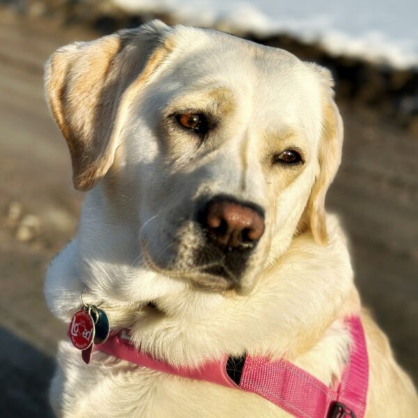 Carley, Contemplating 33% Ahead (Photo: Susan Bacot-Davis)