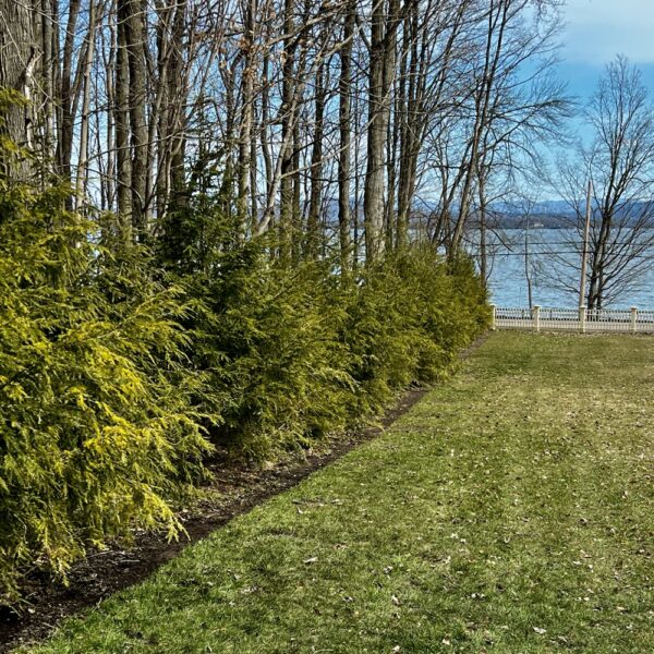 Edging New Hemlock Hedge (Photo: R.P. Murphy)