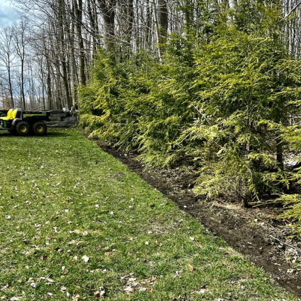 Edging New Hemlock Hedge (Photo: R.P. Murphy)