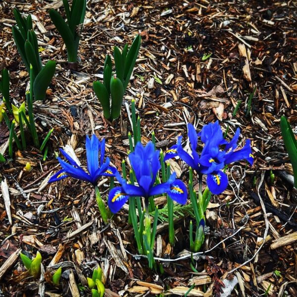 Dwarf Iris (Photo: R.P. Murphy)