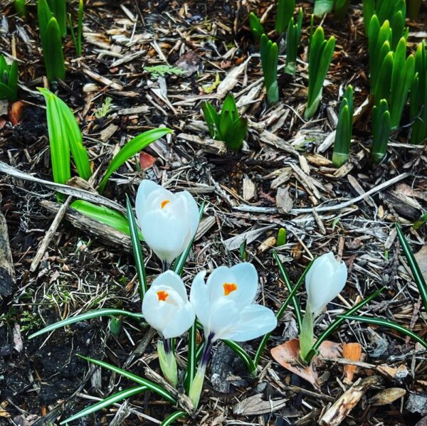 Crocus (Photo: R.P. Murphy)