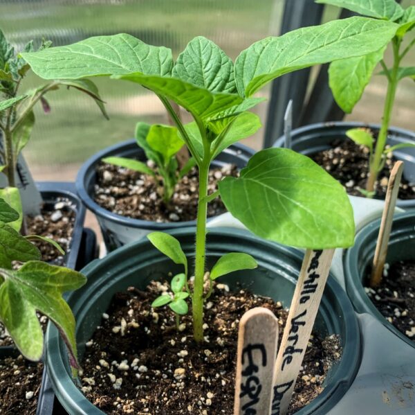 Time to Harden Off Tomatillo Plants (Photo: Aimee Baker)