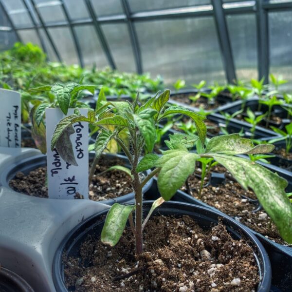 Time to Harden Off Tomato Plants (Photo: Aimee Baker)