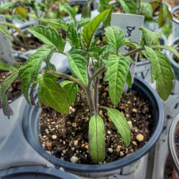 Time to Harden Off Tomato Plants (Photo: Aimee Baker)