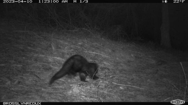 Fisher (Photo: Rosslyn wildlife cam)