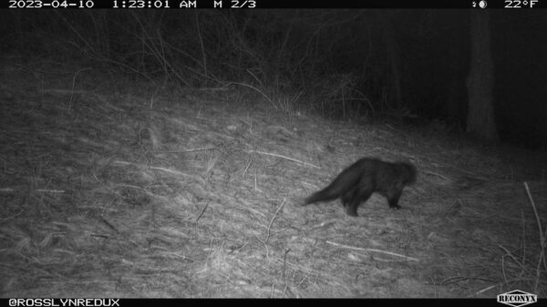 Fisher (Photo: Rosslyn wildlife cam)