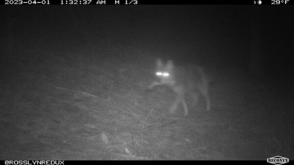 Coyote with Deer Leg (Photo: Rosslyn Wildlife Camera)