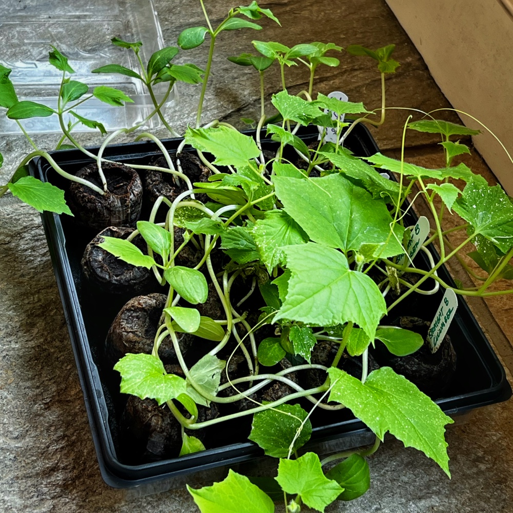 Cucumber Plants