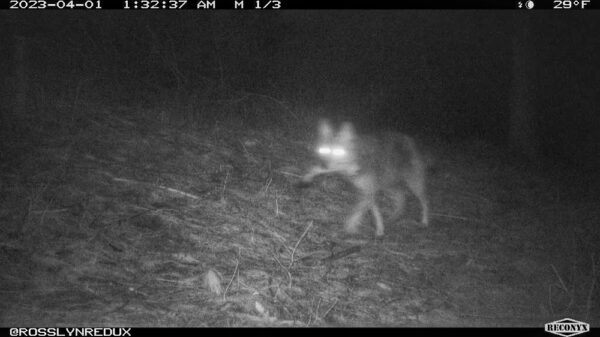 Coyote with Deer Leg (Photo: Rosslyn Wildlife Camera)