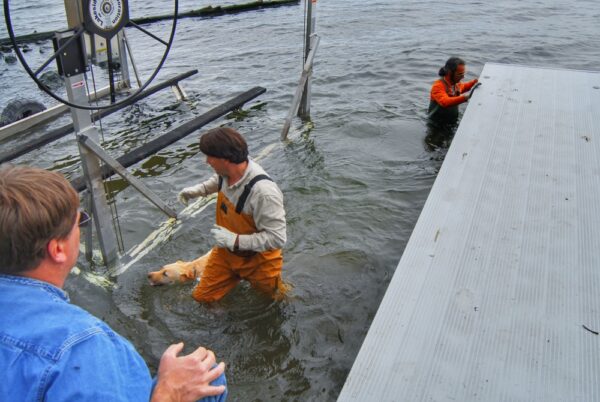 Installing Boatlift with Mark, Tom, and Carley on April 30, 2010 (Photo: Susan Bacot-Davis)