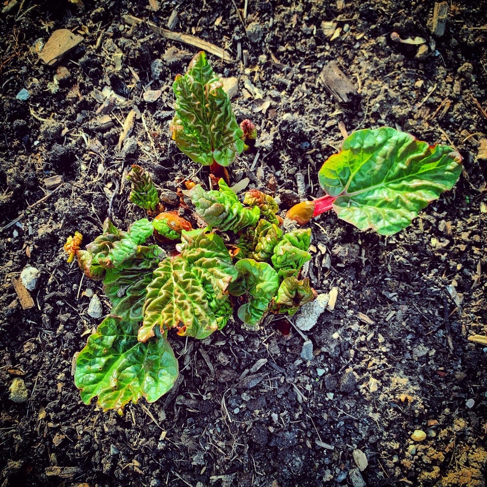 Rosslyn Rhubarb Time (Photo: Geo Davis)