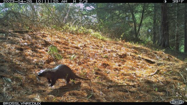 River Otter, April 26, 2023 (Photo: Rosslyn Wildlife Camera)