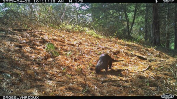 River Otter, April 26, 2023 (Photo: Rosslyn Wildlife Camera)