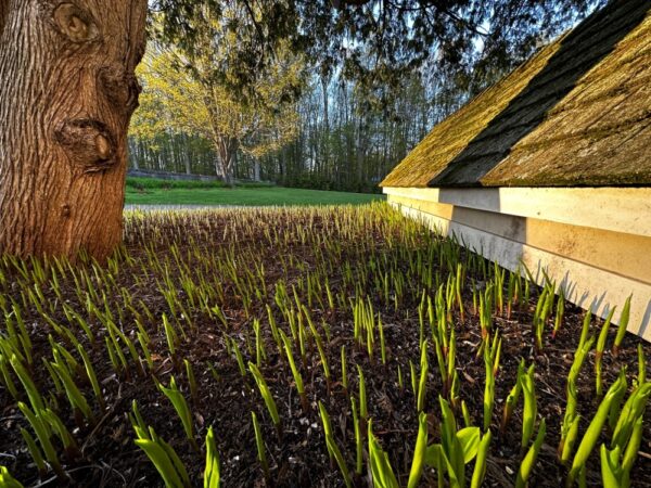 Lily of the Valley Unfurling (Photo: Geo Davis)