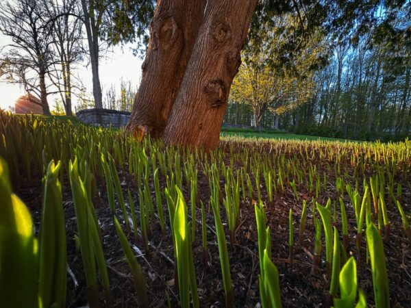 Lily of the Valley Unfurling (Photo: Geo Davis)