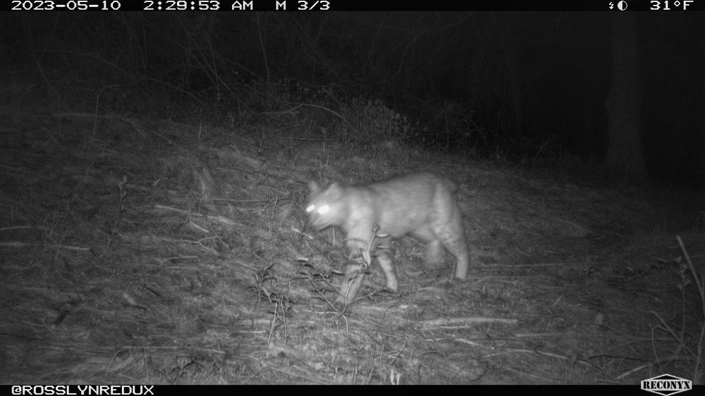 Bobcat, May 10, 2023 (Photo: Rosslyn Wildlife Camera)