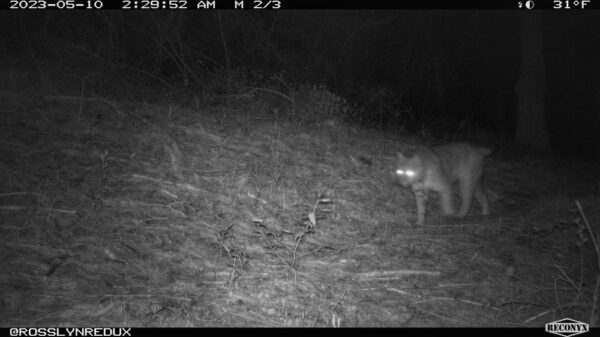 Bobcat, May 10, 2023 (Photo: Rosslyn Wildlife Camera)