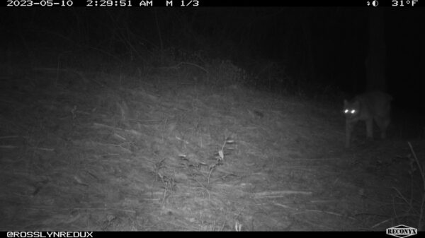 Bobcat, May 10, 2023 (Photo: Rosslyn Wildlife Camera)