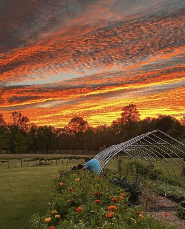 Giebel Garden Flashback (Photo: Brian Giebel)