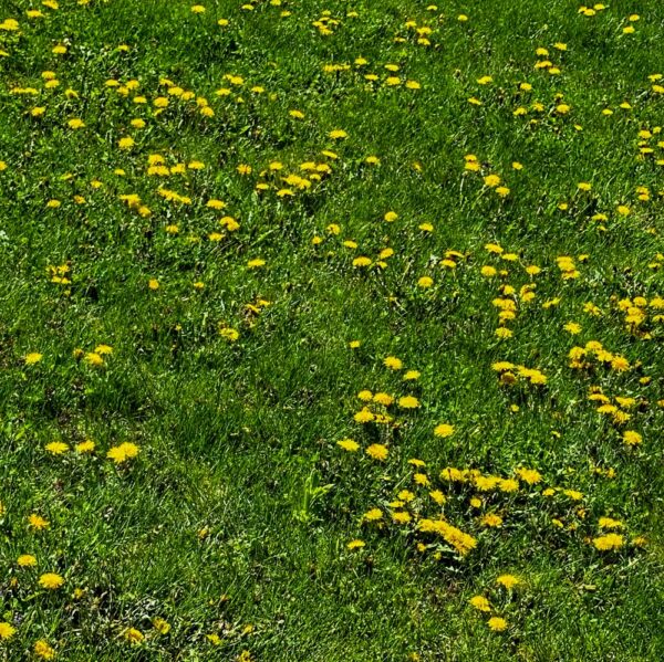 Friend or Foe: Dandelions (Photo: Geo Davis)