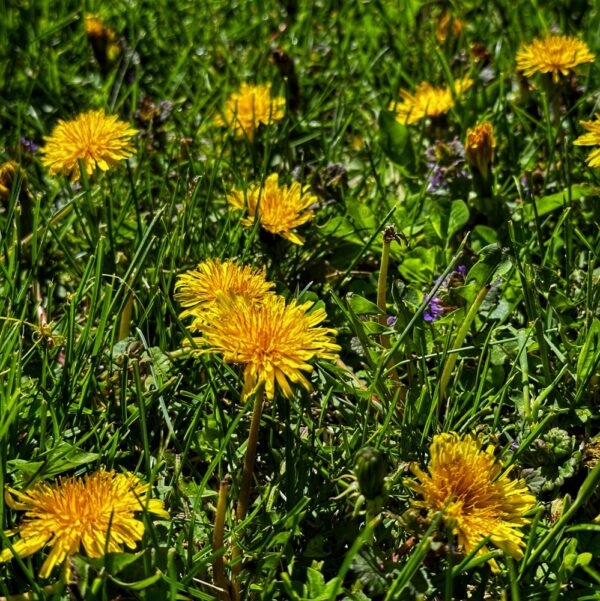 Friend or Foe: Dandelions (Photo: Geo Davis)