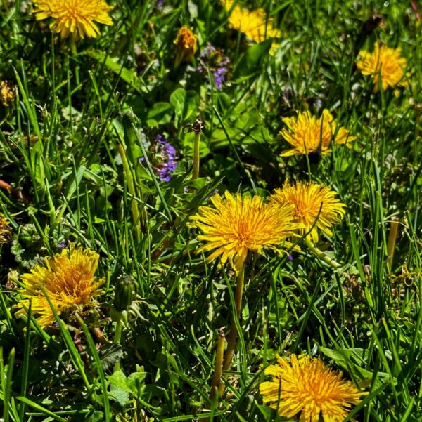 Friend or Foe: Dandelions (Photo: Geo Davis)